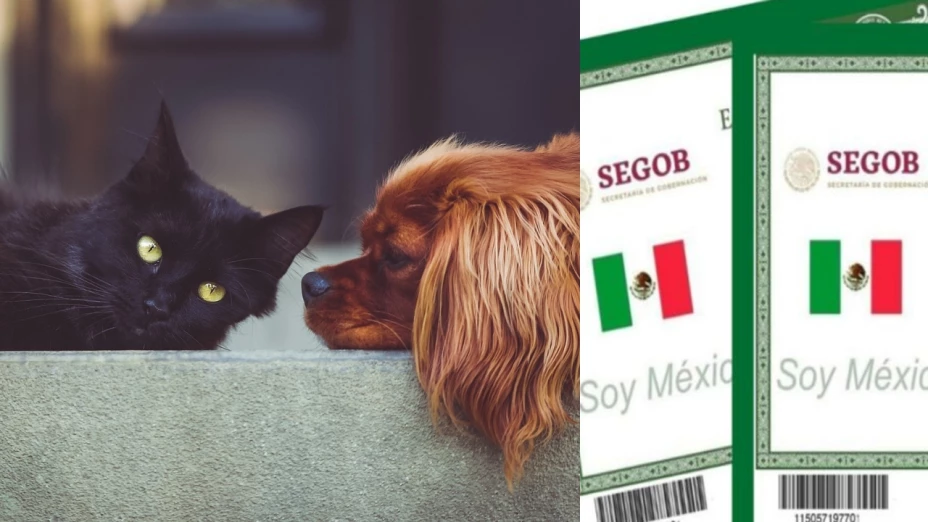 fecha límite para tramitar la CURP de mascotas