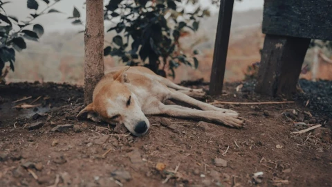 asesinan a perros en tehuacán