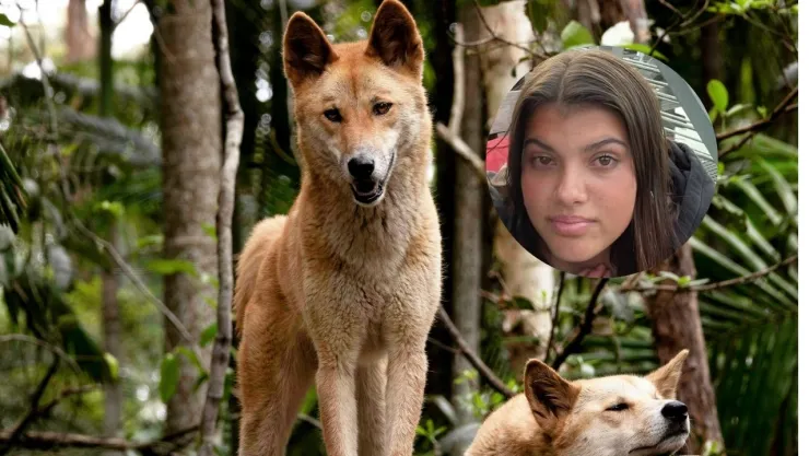 Foto de dingos y de Piper James.
