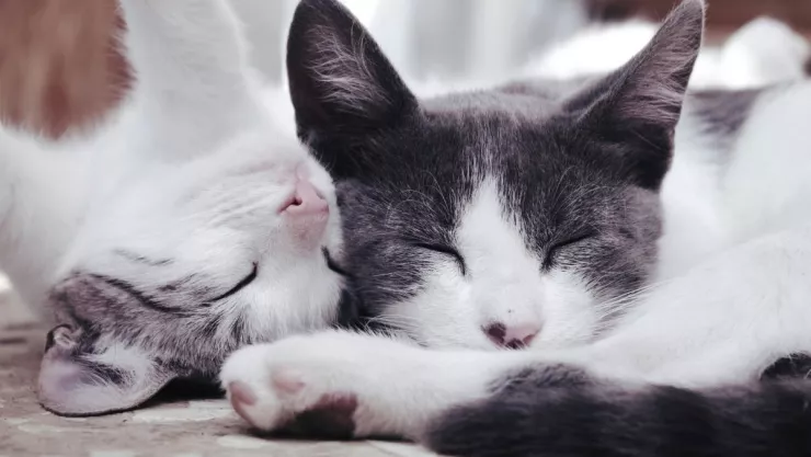 Alertan por peligroso hongo transmitido de gatos a humanos