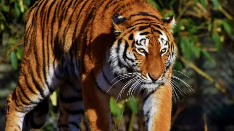 Tigre