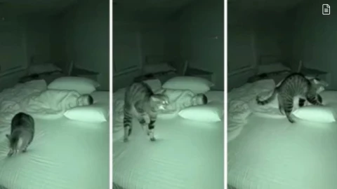 VIDEO | Gato entra en alerta y protege a bebé dormido: ¿detectó una presencia invisible?