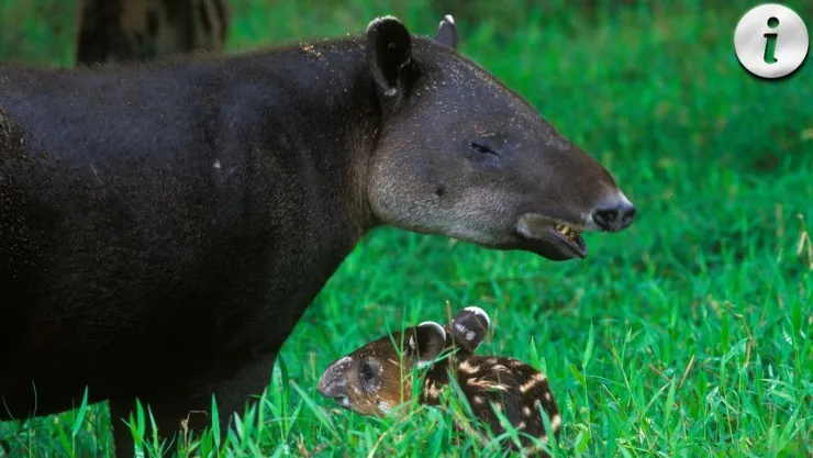 Tapir de Baird El rol crucial de este animal en la regeneración de la vegetación.jpg