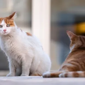 /estilo-de-vida/gesto-gatos-se-te-acerquen-confirmado-veterinarios