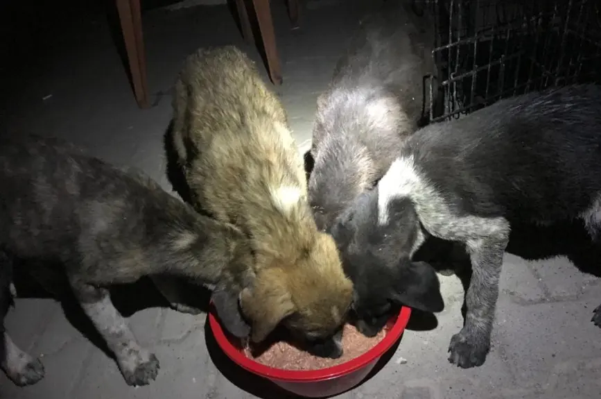 HAYTAP recoge a animales heridos por los incendios en Turquía