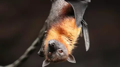 murciélagos tailandia coronavirus.jpg