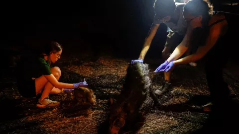 invasión de jabalíes