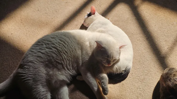 Día del Gato: ¿Cuáles son las razas de felinos más costosas?
