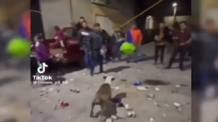 Perrito se roba piñana de posada navideña, se viraliza en Tik Tok