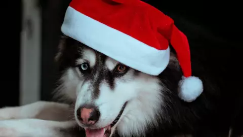 ¿Cómo evitar que los perros suban de peso en fiestas decembrinas?