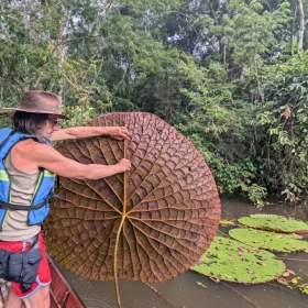 Victoria colombiana: El nenúfar gigante que fue descubierto en Colombia