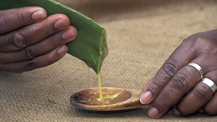 mujer extrayendo el aloe vera de la s&aacute;bila