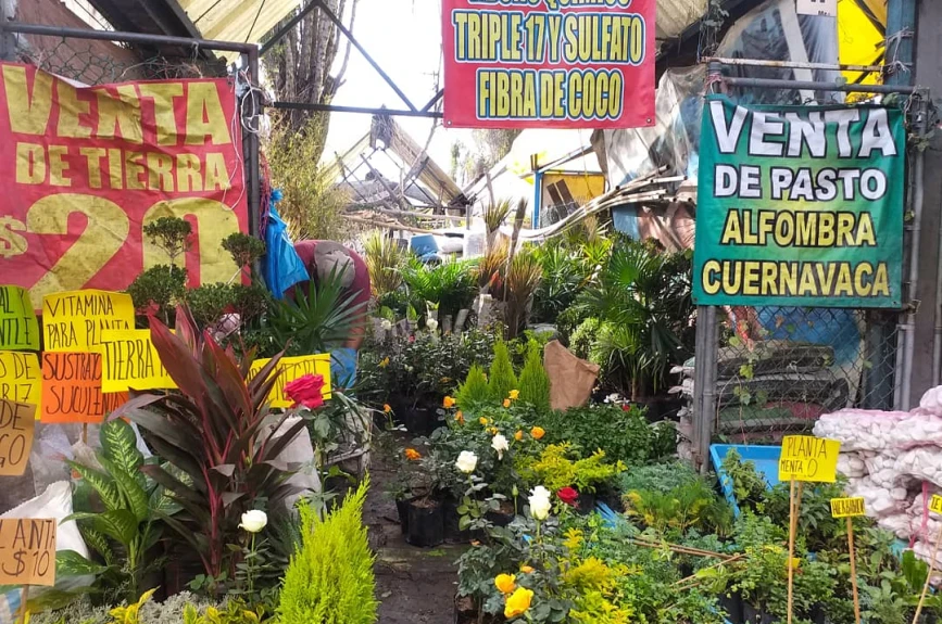 En estos mercados de flores puedes encontrar una gran variedad de nochebuenas a buen precio en la CDMX
