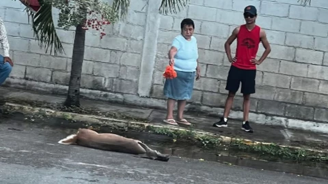Atropellan a venado en Chetumal y muere en el lugar