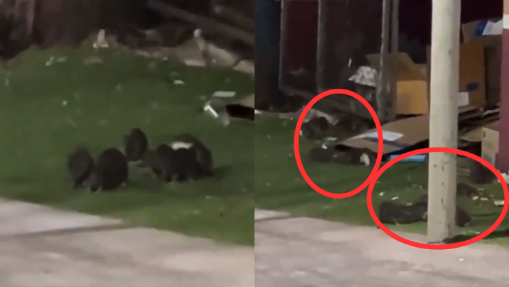 ¿Eso pasa en Dinamarca? Plaga de ratas en ISSSTE de Culiacán se hace viral en redes sociales