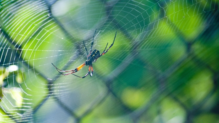 hombre provocó incendio por quemar araña