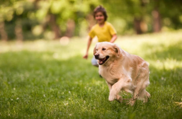 Perros cari´ñosos.jpg