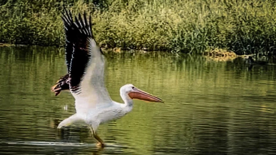 Pelícano americano en Parque Central de Ciudad Juárez.png