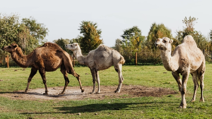 camellos circo españa.jpg