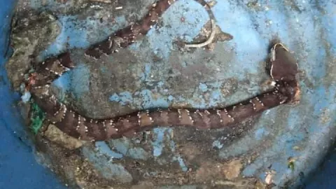 serpiente wolpoch ataca tizimin