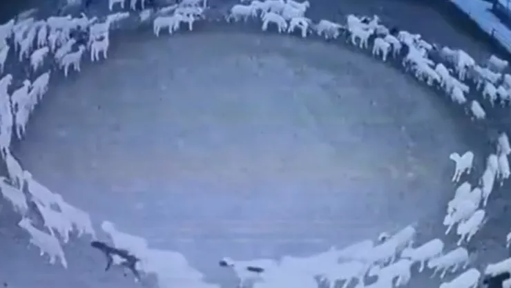 Resuelven el misterio del fenómeno de las ovejas caminando en círculos