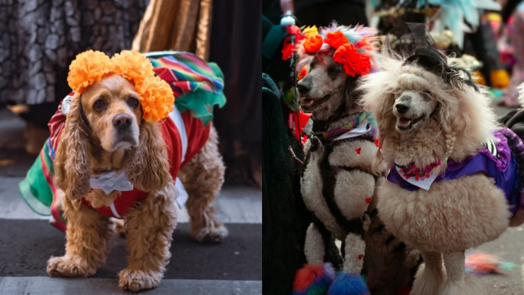 Disfraces para Mascotas desde $35: ¿Dónde comprar barato en CDMX?