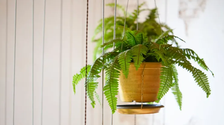 plantas