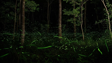 ¿Dónde ver luciérnagas cerca de CDMX? Municipios de Edomex para el avistamiento en junio 2025