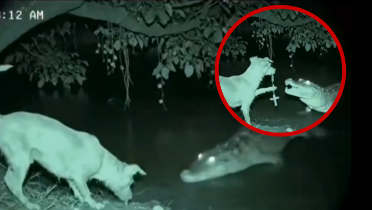 Perro se enfrenta a cocodrilo con rosario ¿video real o generado con IA.png