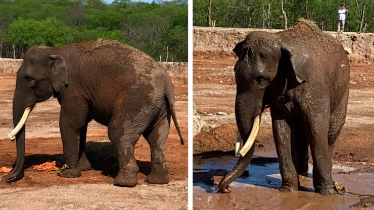 elefante Big Boy novia santuario