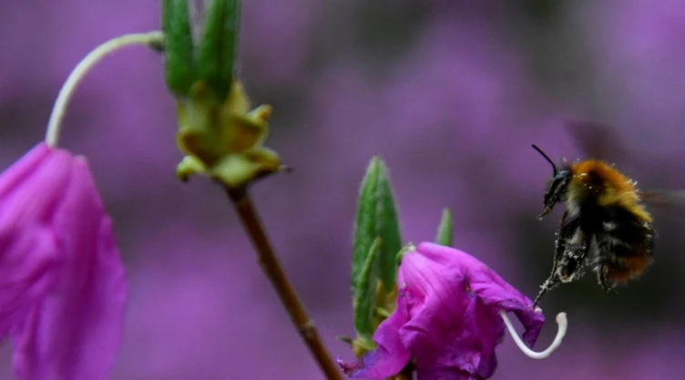 Día Mundial de las Abejas 2022 importancia