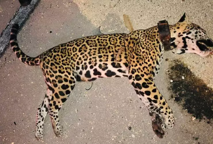 Atropellan a jaguar en la carretera de Playa del Carmen