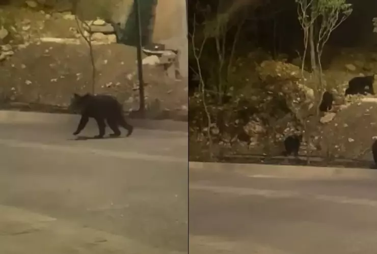 osos familia Monterrey.jpg