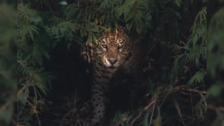 Jaguar
