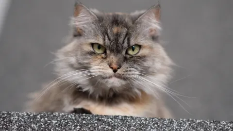 Los gatos suelen mostrar su dolor a través de sus expresiones faciales