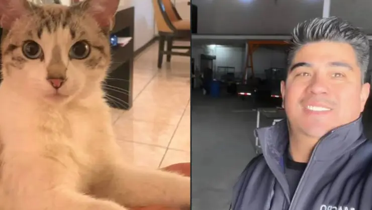 desaparición de una gata