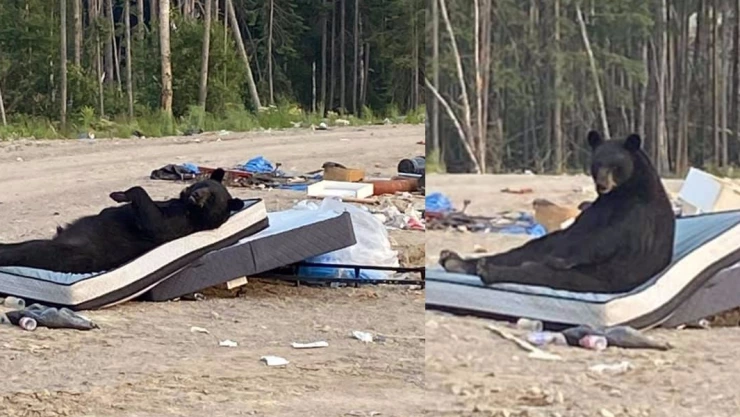 oso descansando colchón
