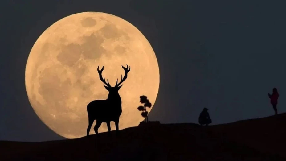 luna ciervo 2025.jpg