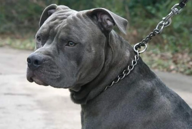 Pitbull mata a bebé.