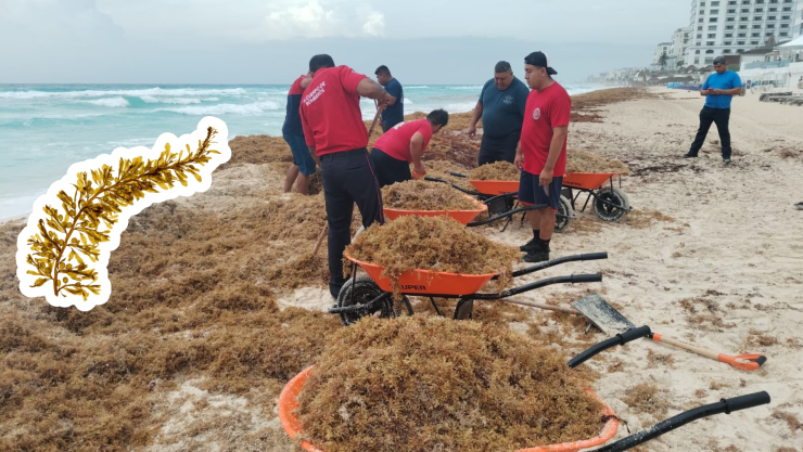 Sargazo en Cancún_ Estas enfermedades se generan al contacto con la macroalga.jpg