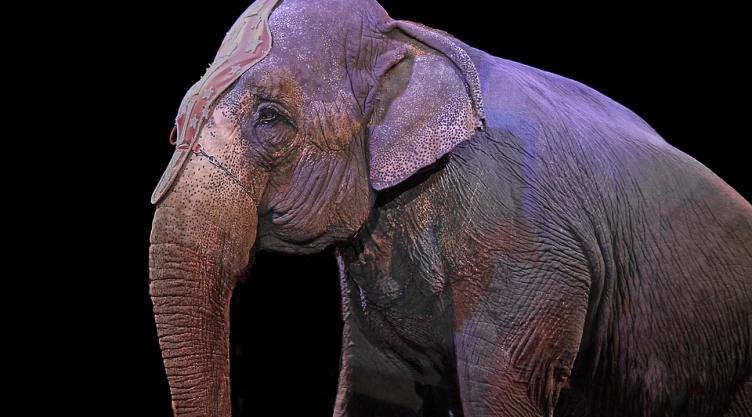 Nueva ley abriría el retorno de animales a carpas circenses