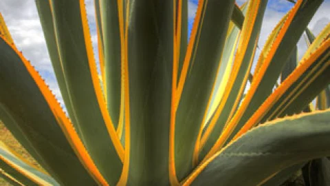 Agave