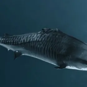 Tiburón tigre Fin: le mutilaron las aletas para venderlas y sobrevivió en Maldivas