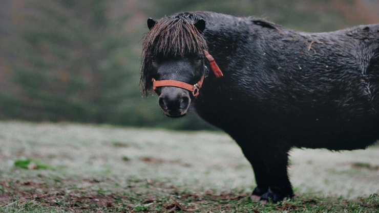 Robo del pony “Pulgarcito” fue captado en San Francisco Totimehuacan