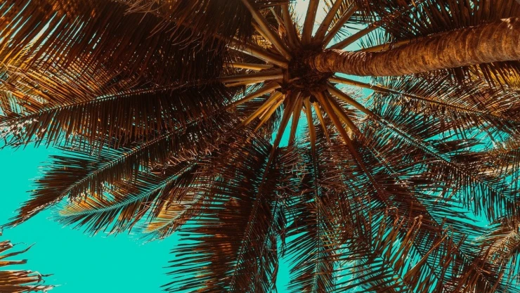 palmera_Atzacan_Veracruz.jpg