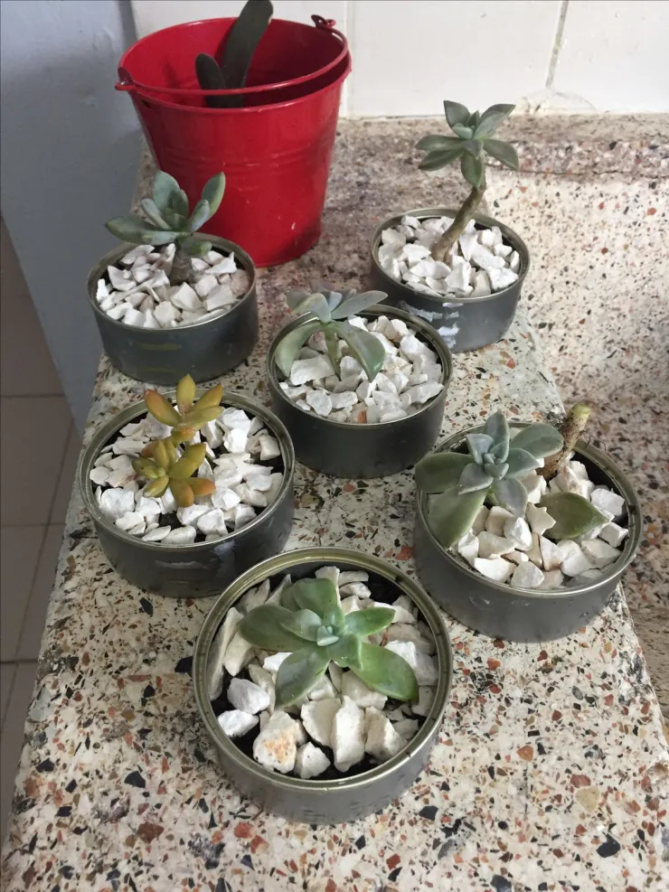 5 ideas prácticas para reciclar las latas de atún y volverlas algo útil en tu casa; te encantará