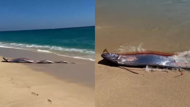 VIDEO | Aparecen dos peces remo en Cabo San Lucas; ¿qué significa y por qué está asociado al fin del mundo?