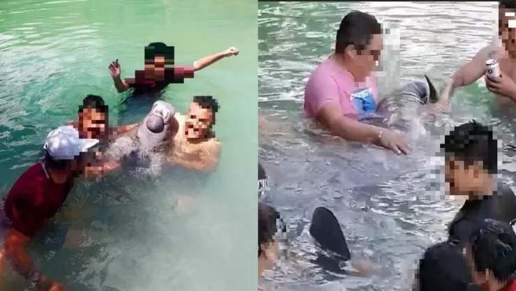 Familia se ‘divierte’ con el manatí Daniel en Quintana Roo