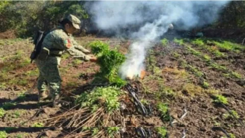 Localizan plantío de marihuana en Los Mezcales, Culiacán