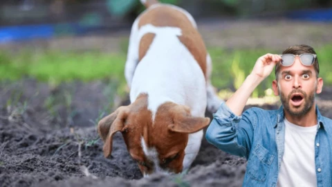El verdadero motivo por el que los perros hacen hoyos en el jardín